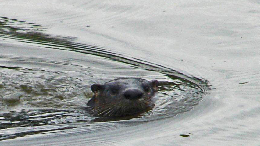 4a995ddd-0981-4abc-a762-4eea92fc00ba